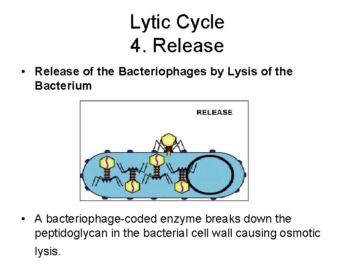 Lytic Cycle 4. Release • Release of the Bacteriophages by Lysis of the Bacterium