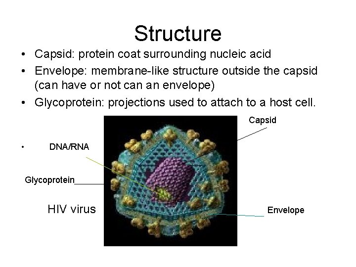 Structure • Capsid: protein coat surrounding nucleic acid • Envelope: membrane-like structure outside the