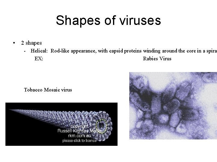 Shapes of viruses • 2 shapes - Helical: Rod-like appearance, with capsid proteins winding