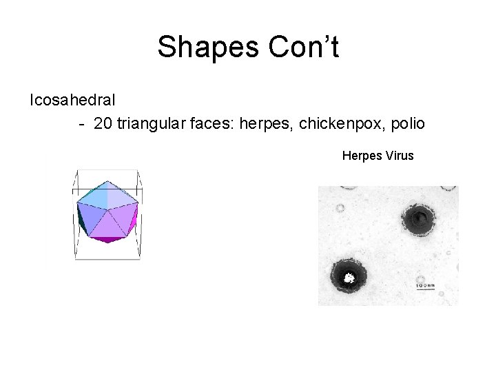 Shapes Con’t Icosahedral - 20 triangular faces: herpes, chickenpox, polio Herpes Virus 