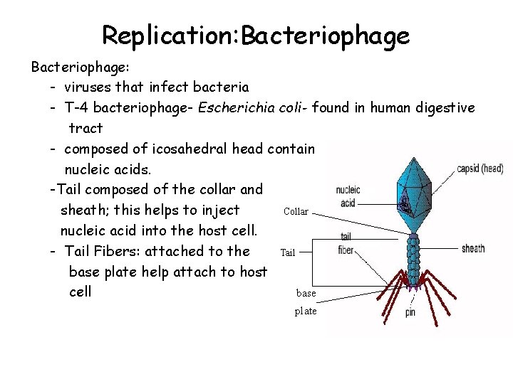 Replication: Bacteriophage: - viruses that infect bacteria - T-4 bacteriophage- Escherichia coli- found in