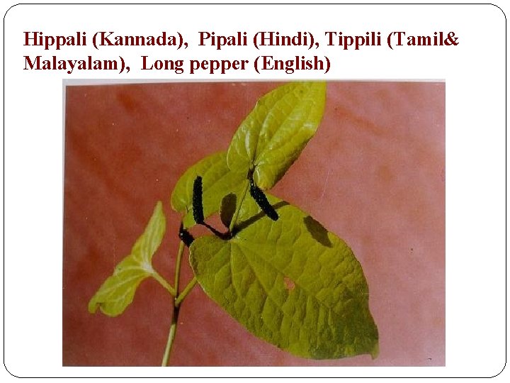 Hippali (Kannada), Pipali (Hindi), Tippili (Tamil& Malayalam), Long pepper (English) 