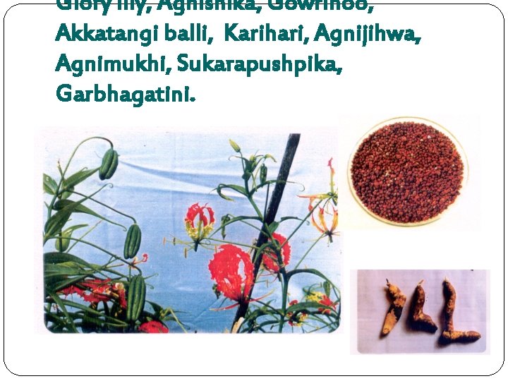 Glory lily, Agnishika, Gowrihoo, Akkatangi balli, Karihari, Agnijihwa, Agnimukhi, Sukarapushpika, Garbhagatini. 