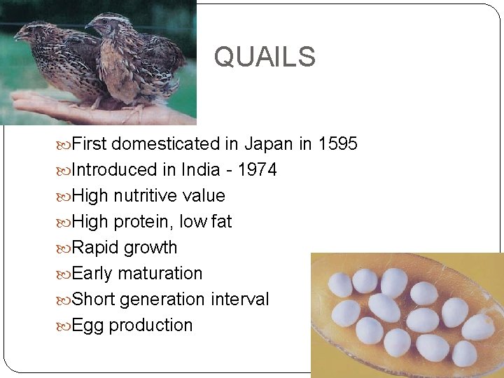 QUAILS First domesticated in Japan in 1595 Introduced in India - 1974 High nutritive