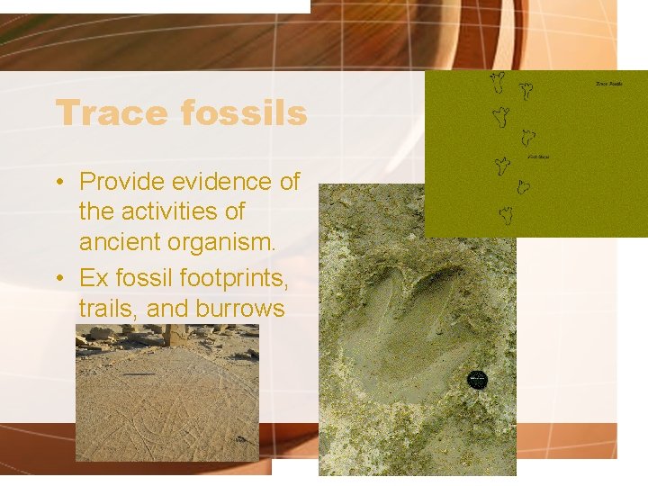 Trace fossils • Provide evidence of the activities of ancient organism. • Ex fossil