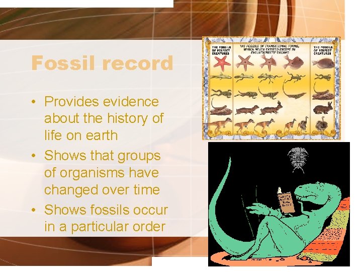 Fossil record • Provides evidence about the history of life on earth • Shows