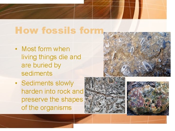 How fossils form • Most form when living things die and are buried by