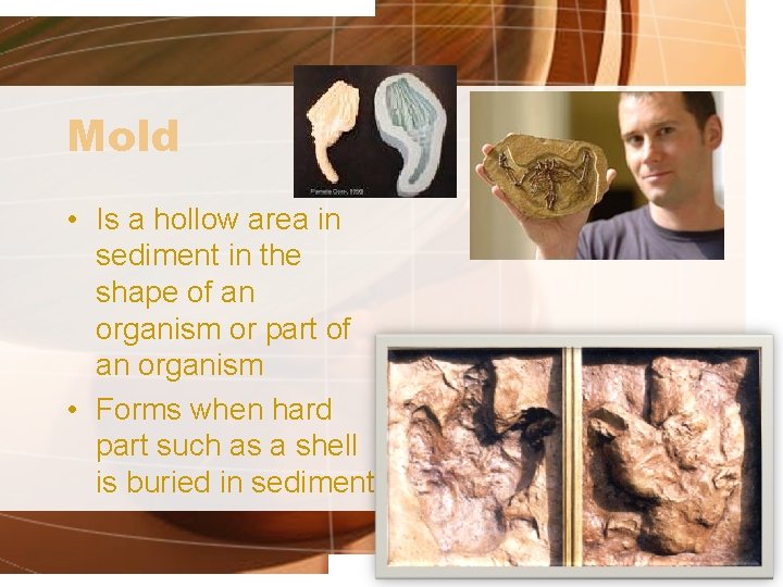 Mold • Is a hollow area in sediment in the shape of an organism