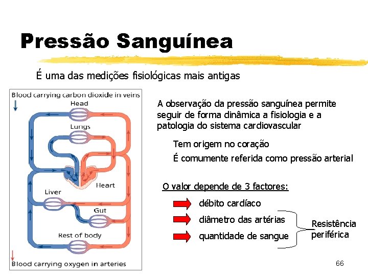 Pressão Sanguínea É uma das medições fisiológicas mais antigas A observação da pressão sanguínea