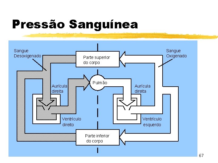 Pressão Sanguínea Sangue Desoxigenado Sangue Oxigenado Parte superior do corpo Aurícula direita Pulmão Ventrículo