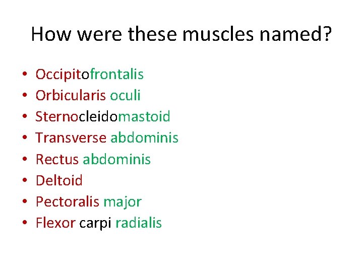 How were these muscles named? • • Occipitofrontalis Orbicularis oculi Sternocleidomastoid Transverse abdominis Rectus