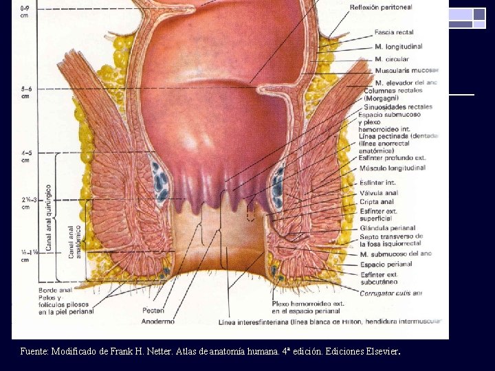 Fuente: Modificado de Frank H. Netter. Atlas de anatomía humana. 4ª edición. Ediciones Elsevier.