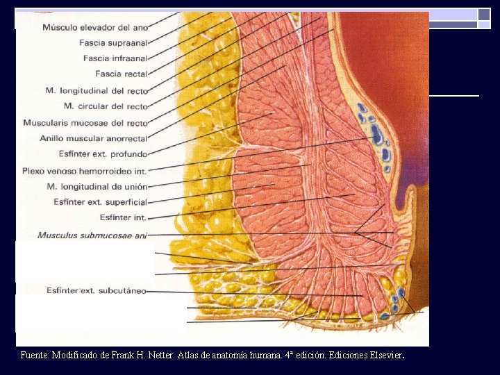 Fuente: Modificado de Frank H. Netter. Atlas de anatomía humana. 4ª edición. Ediciones Elsevier.