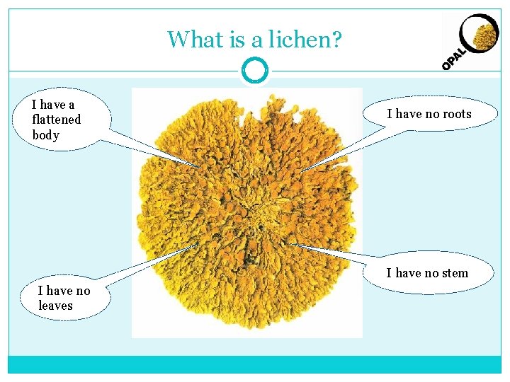 What is a lichen? I have a flattened body I have no roots I