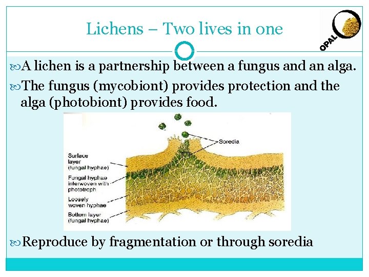 Lichens – Two lives in one A lichen is a partnership between a fungus