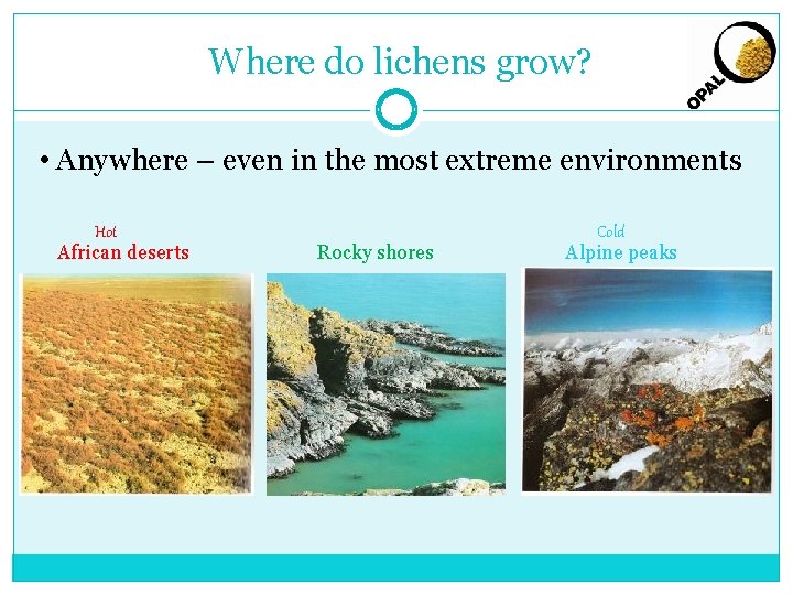 Where do lichens grow? • Anywhere – even in the most extreme environments Hot