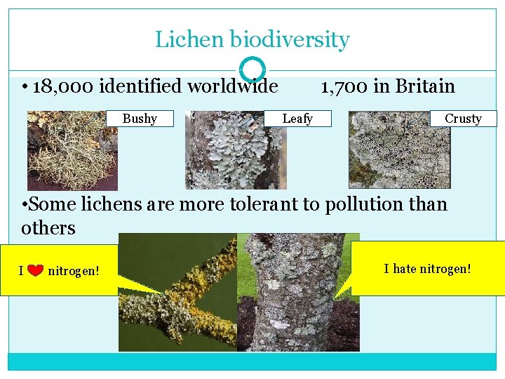Lichen biodiversity • 18, 000 identified worldwide Bushy 1, 700 in Britain Leafy Crusty