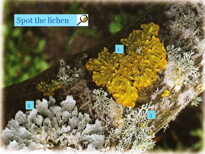 Spot the lichen 1 2 3 