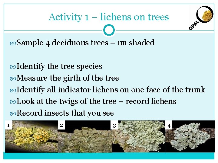 Activity 1 – lichens on trees Sample 4 deciduous trees – un shaded Identify