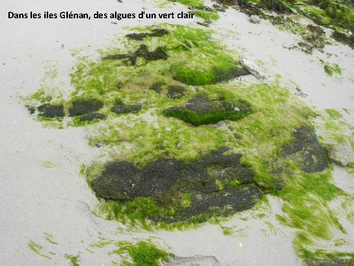 Dans les iles Glénan, des algues d'un vert clair 