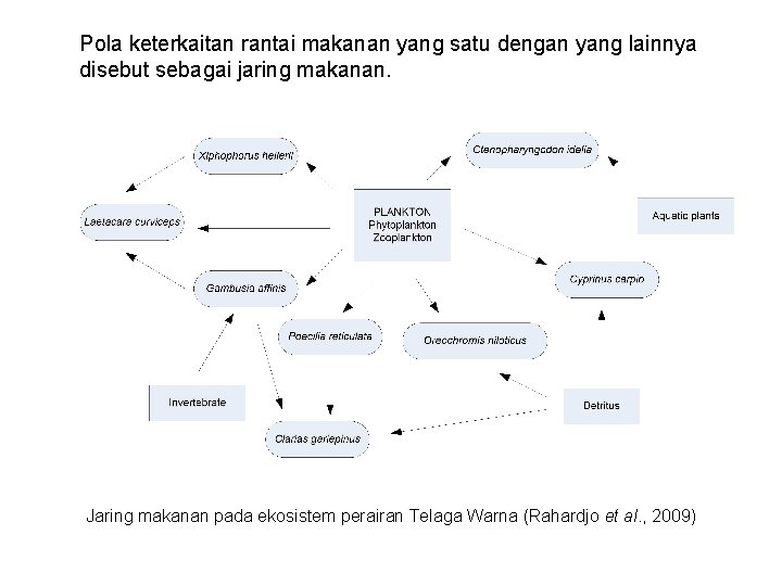 Pola keterkaitan rantai makanan yang satu dengan yang lainnya disebut sebagai jaring makanan. Jaring