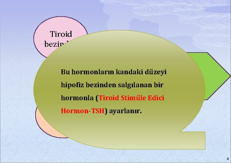 Tiroid bezinde I Bu hormonların kandaki düzeyi Tiroksin Triiyodotironin hipofiz bezinden salgılanan bir hormonla