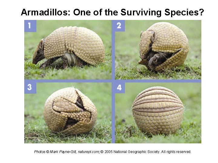 Armadillos: One of the Surviving Species? Photos © Mark Payne-Gill, naturepl. com; © 2005 Armadillos: One of the Surviving Species? Photos © Mark Payne-Gill, naturepl. com; © 2005