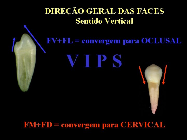 DIREÇÃO GERAL DAS FACES Sentido Vertical FV+FL = convergem para OCLUSAL VIPS FM+FD =