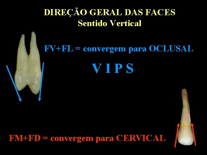 DIREÇÃO GERAL DAS FACES Sentido Vertical FV+FL = convergem para OCLUSAL VIPS FM+FD =