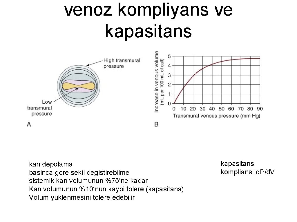 venoz kompliyans ve kapasitans kan depolama basinca gore sekil degistirebilme sistemik kan volumunun %75’ne