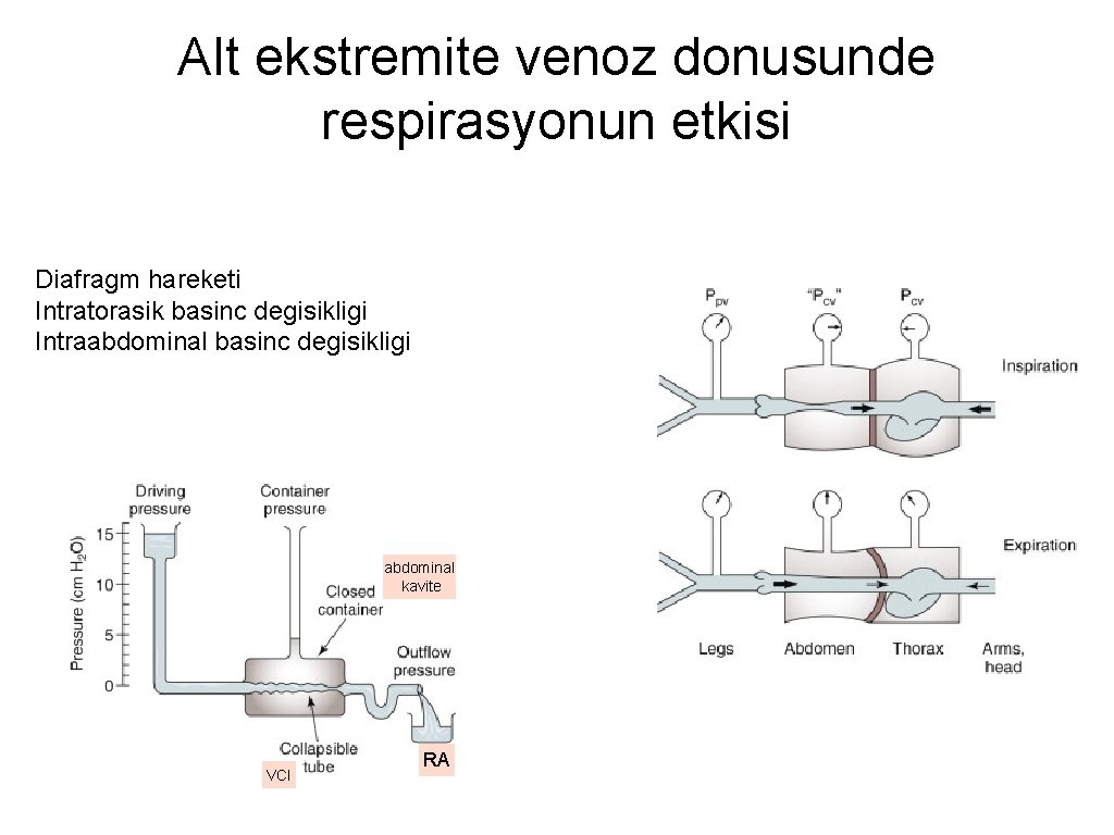 Alt ekstremite venoz donusunde respirasyonun etkisi Diafragm hareketi Intratorasik basinc degisikligi Intraabdominal basinc degisikligi