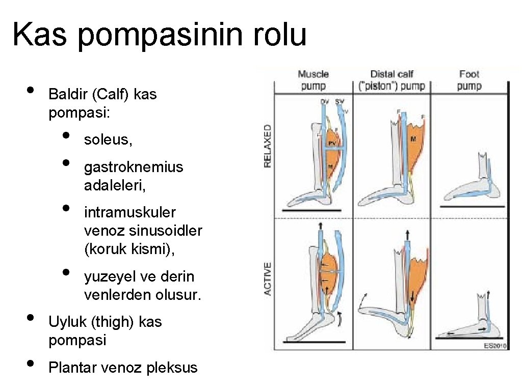 Kas pompasinin rolu • Baldir (Calf) kas pompasi: • • • soleus, gastroknemius adaleleri,