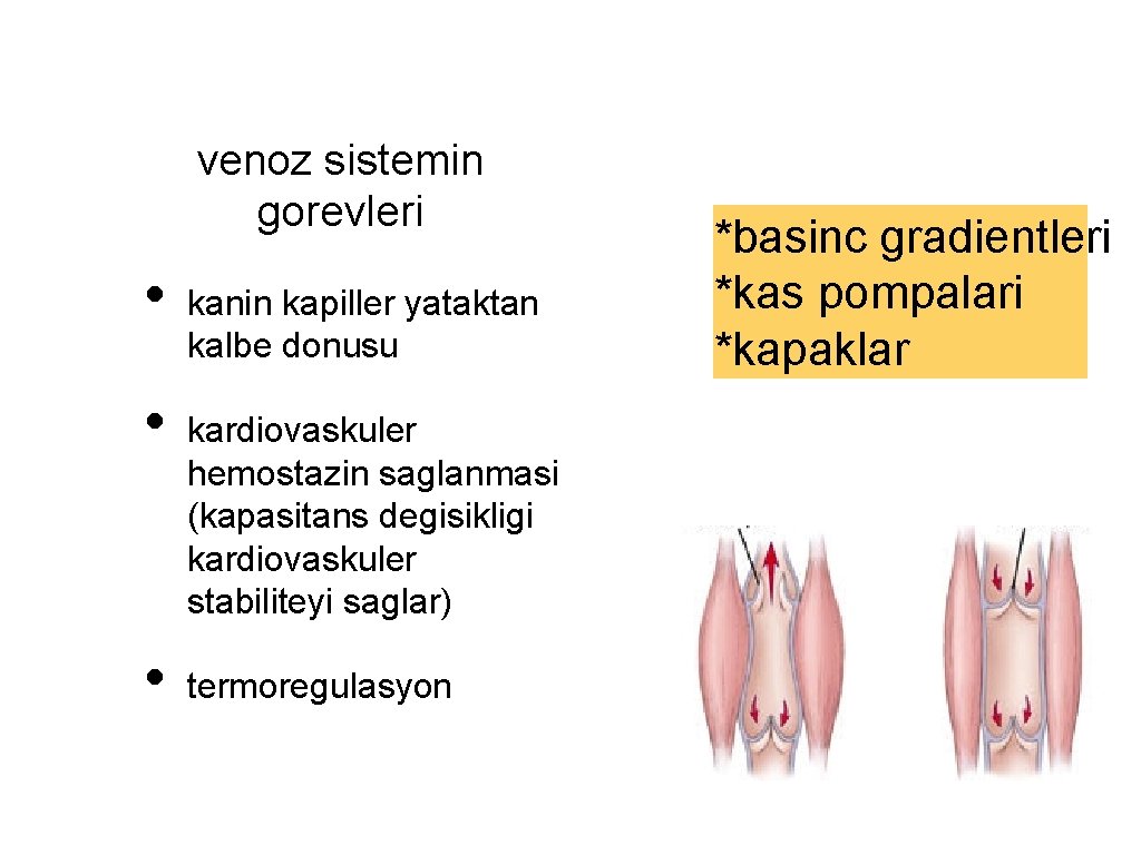 venoz sistemin gorevleri • • • kanin kapiller yataktan kalbe donusu kardiovaskuler hemostazin saglanmasi