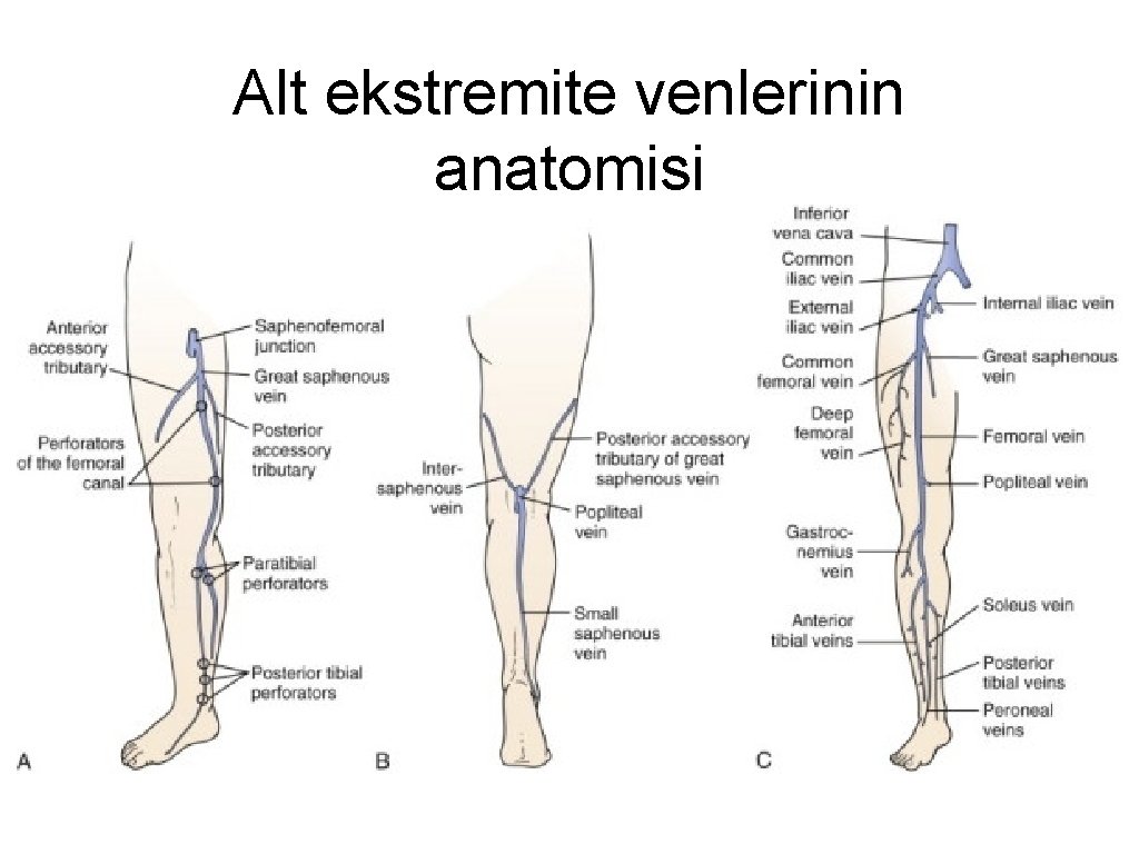 Alt ekstremite venlerinin anatomisi 