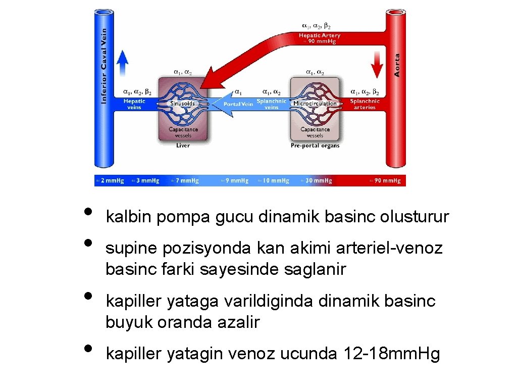  • • kalbin pompa gucu dinamik basinc olusturur supine pozisyonda kan akimi arteriel-venoz