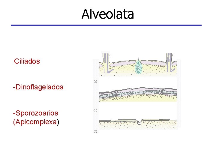 Alveolata - Ciliados -Dinoflagelados -Sporozoarios (Apicomplexa) 