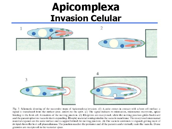 Apicomplexa Invasion Celular 