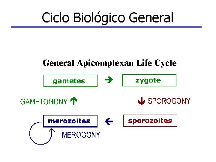 Ciclo Biológico General 