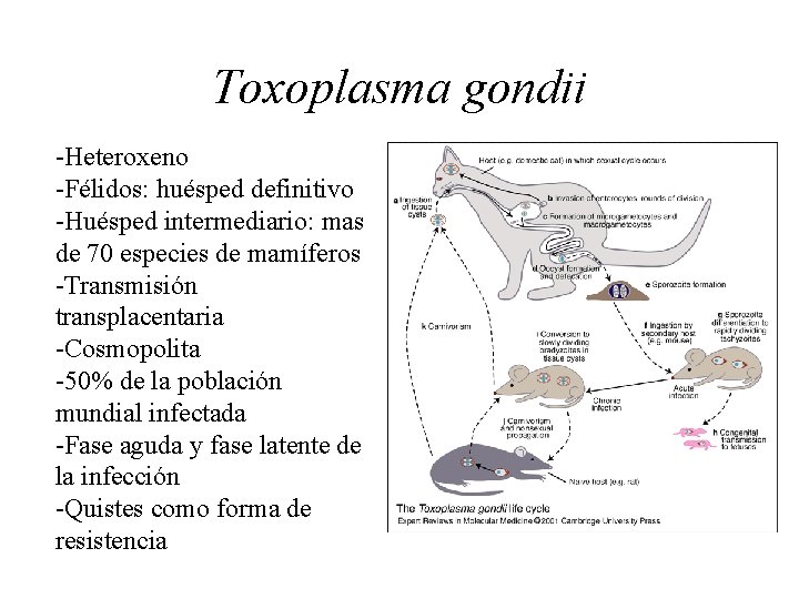 Toxoplasma gondii -Heteroxeno -Félidos: huésped definitivo -Huésped intermediario: mas de 70 especies de mamíferos
