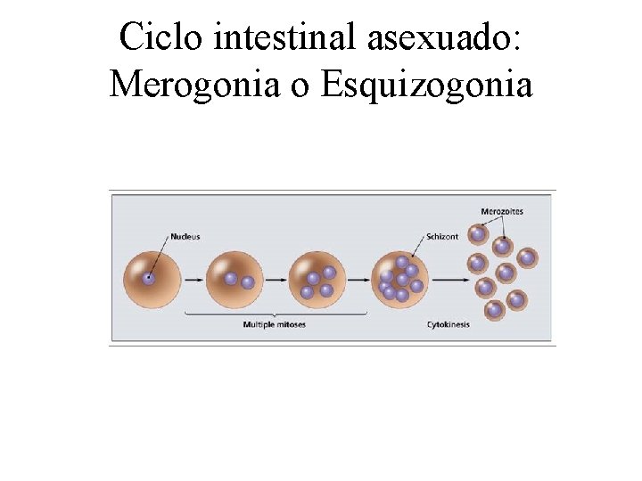 Ciclo intestinal asexuado: Merogonia o Esquizogonia 