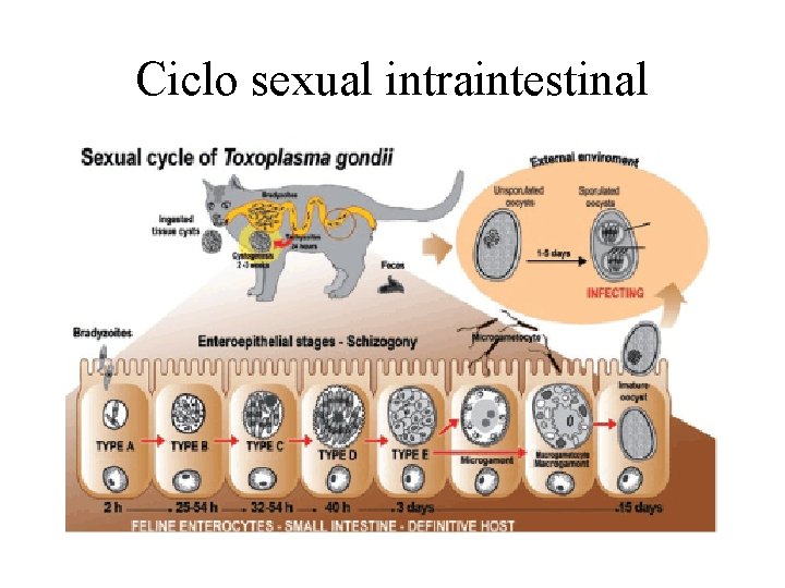 Ciclo sexual intraintestinal 