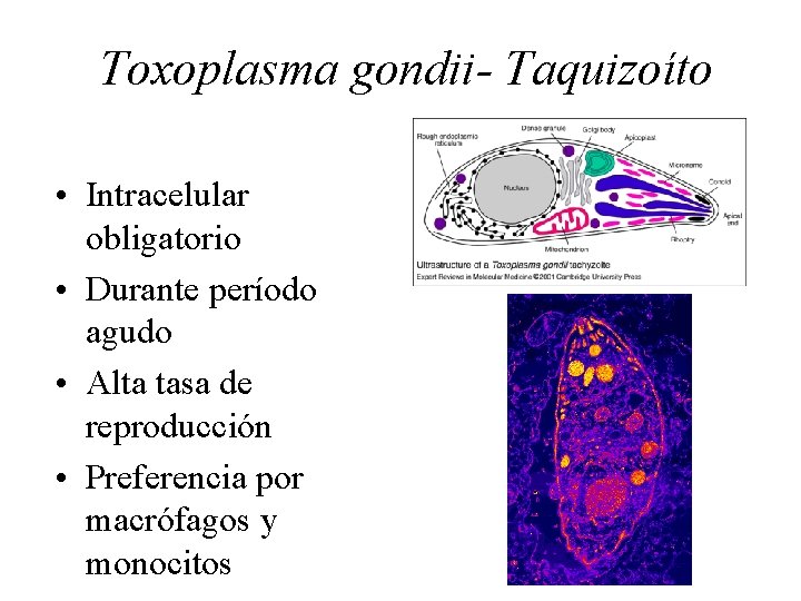 Toxoplasma gondii- Taquizoíto • Intracelular obligatorio • Durante período agudo • Alta tasa de