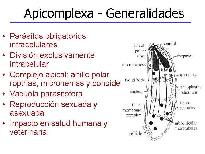 Apicomplexa - Generalidades • Parásitos obligatorios intracelulares • División exclusivamente intracelular • Complejo apical: