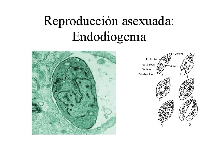 Reproducción asexuada: Endodiogenia 