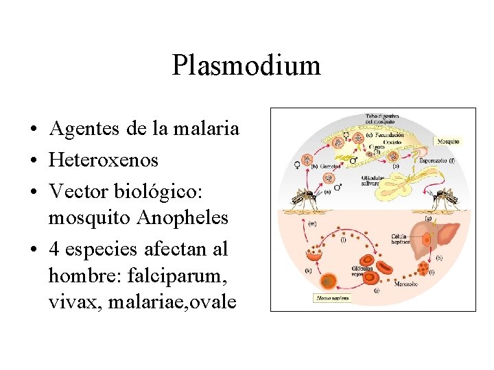 Plasmodium • Agentes de la malaria • Heteroxenos • Vector biológico: mosquito Anopheles •