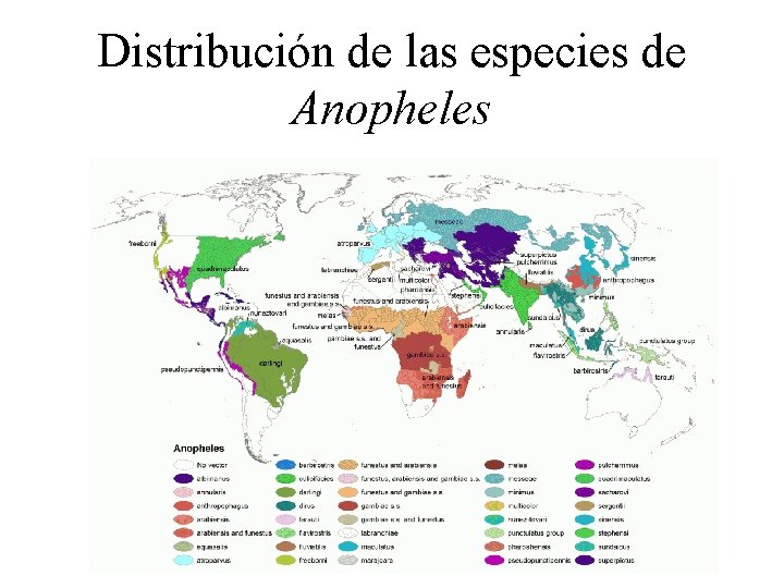 Distribución de las especies de Anopheles 