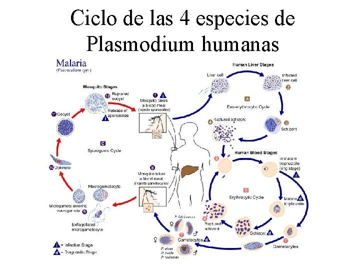 Ciclo de las 4 especies de Plasmodium humanas 