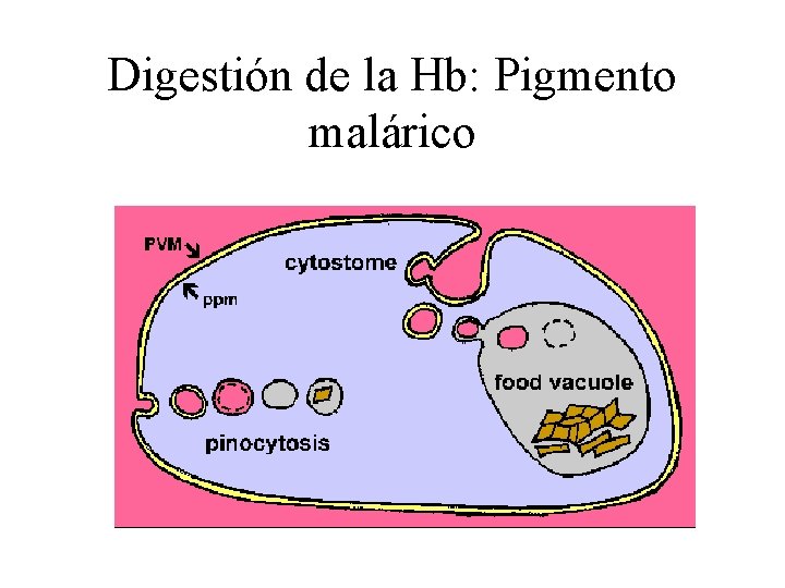 Digestión de la Hb: Pigmento malárico 