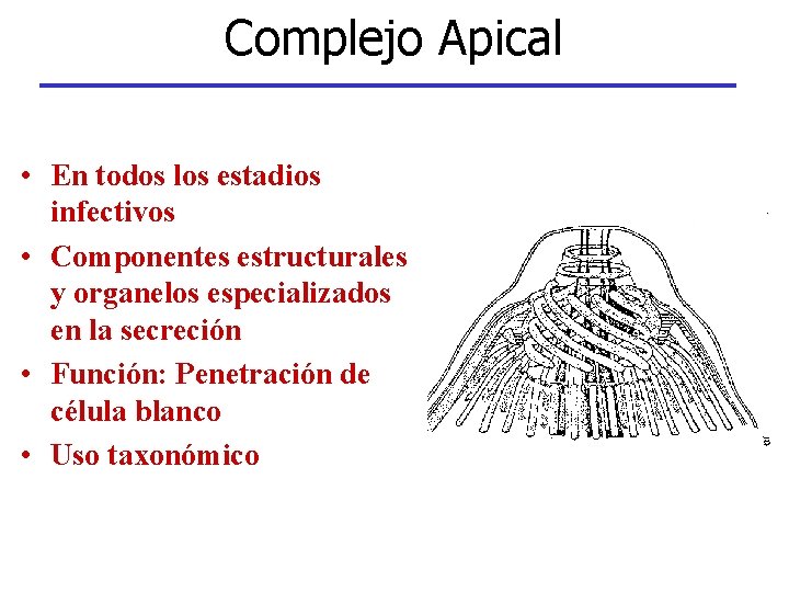 Complejo Apical • En todos los estadios infectivos • Componentes estructurales y organelos especializados