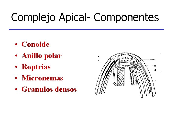 Complejo Apical- Componentes • • • Conoide Anillo polar Roptrias Micronemas Granulos densos 